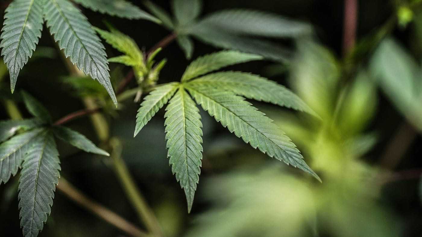 Cannabis Social Club Kassel Cannabis Club Kassel VAYA CON DIOS