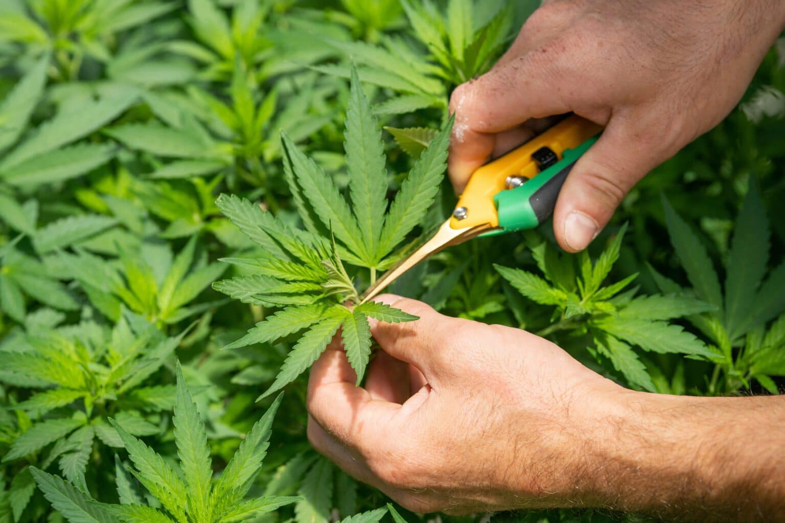 Cannabis Social Club Kassel Cannabis Club Kassel VAYA CON DIOS